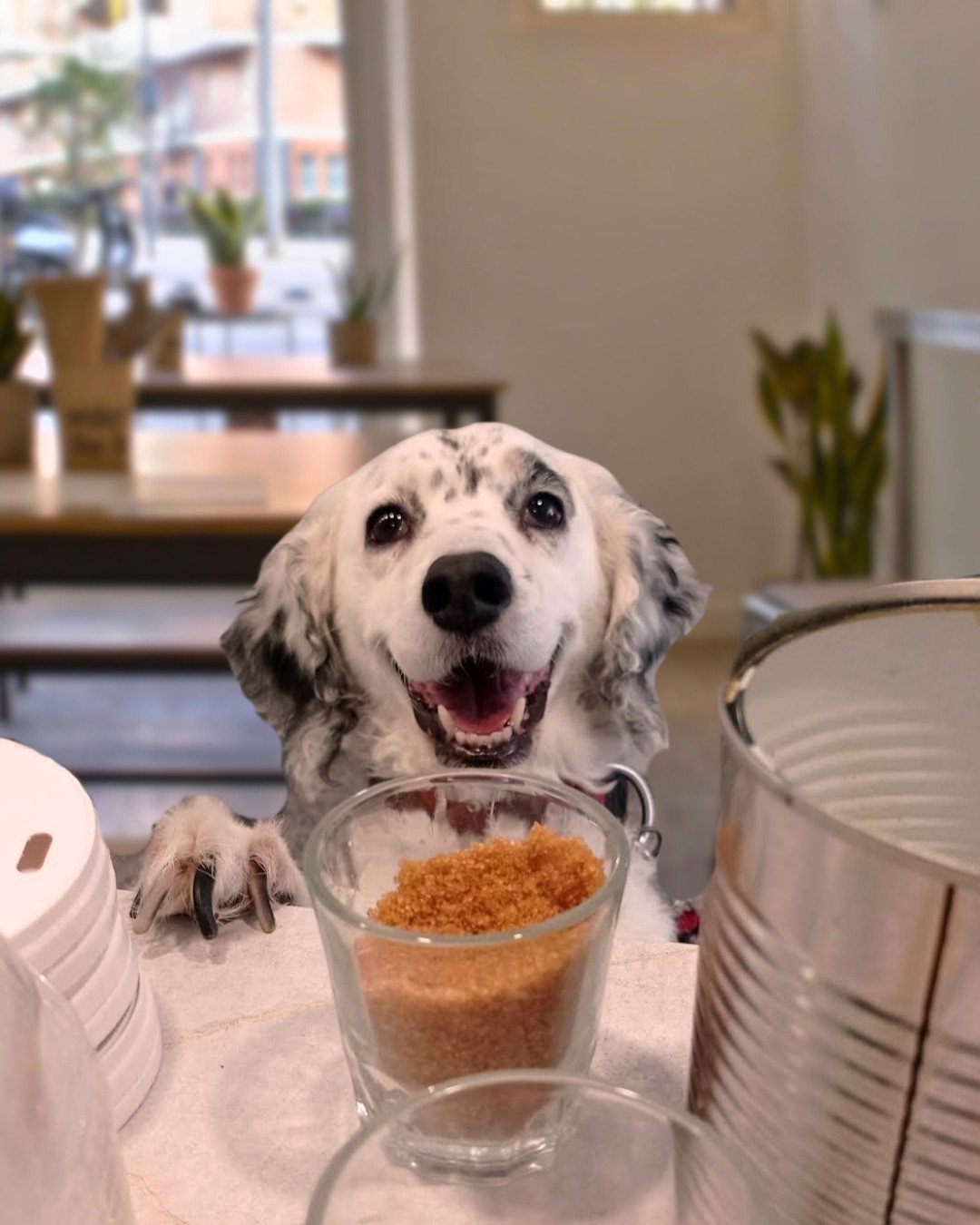 Dog friendly — Mitzi Coffee & Brunch